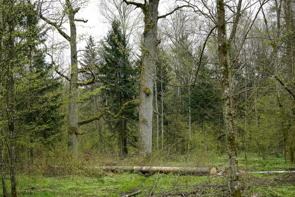 Sygnały Natury: Puszcza Białowieska